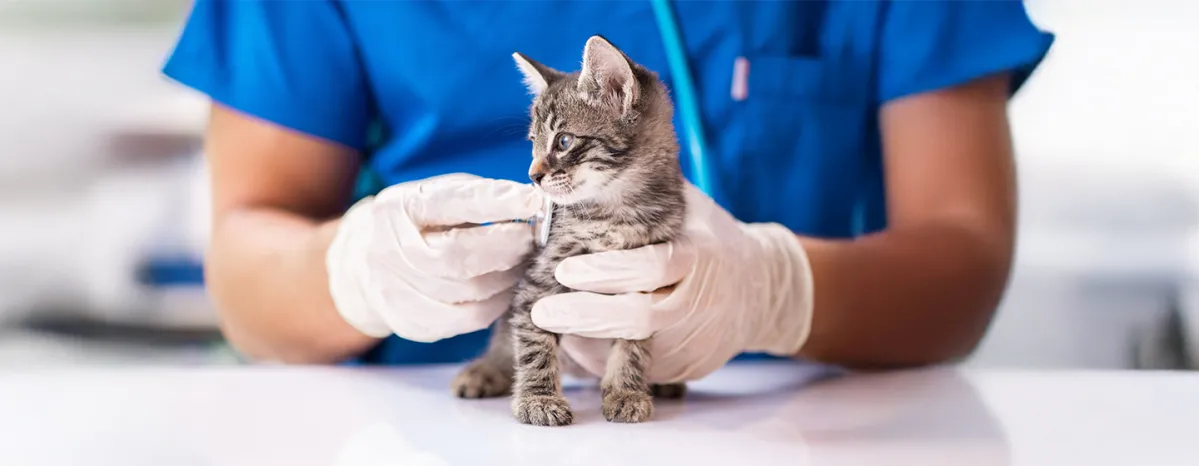 Top 3 Cats Diseases in Summer