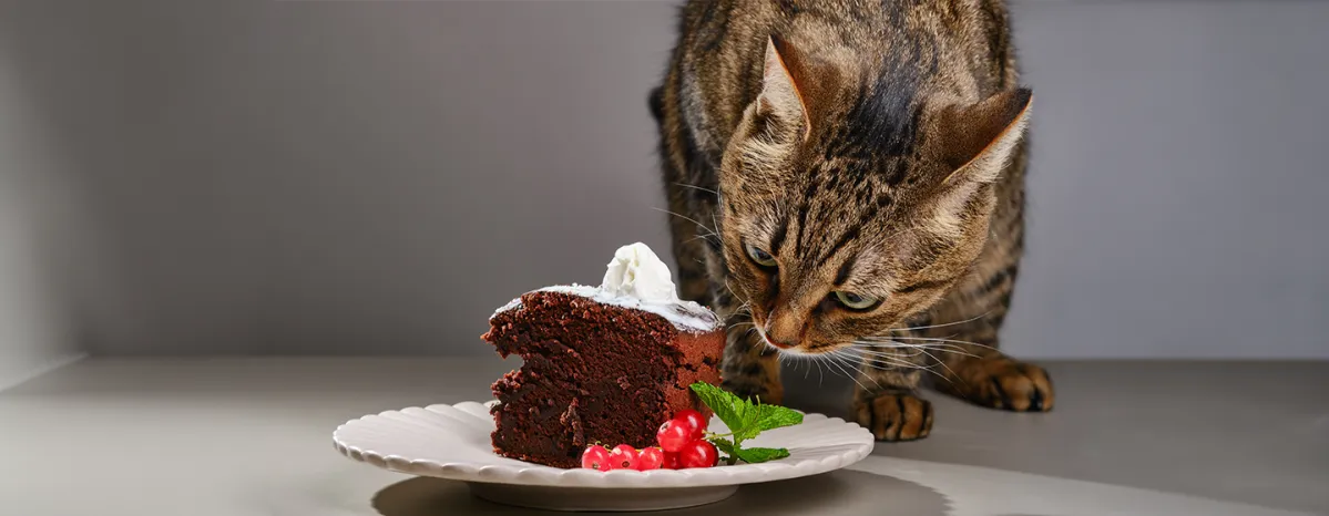 Toxic Food for Cats