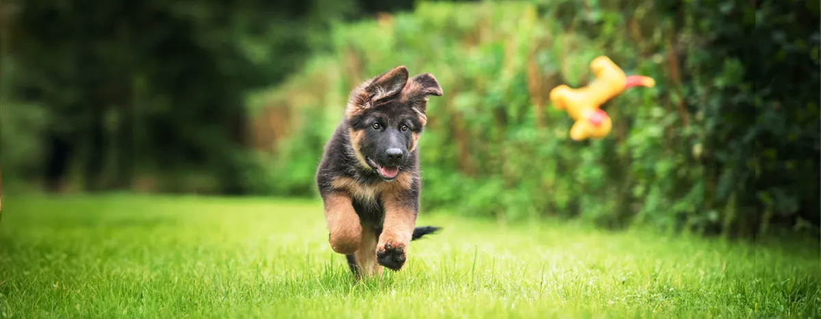 Training Healthy Puppies