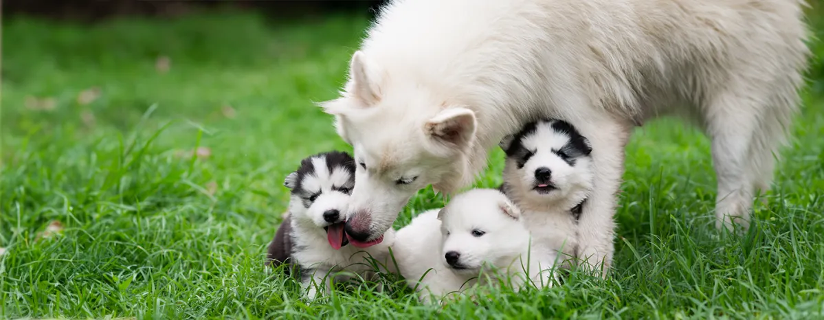Weaning of Puppies Guide