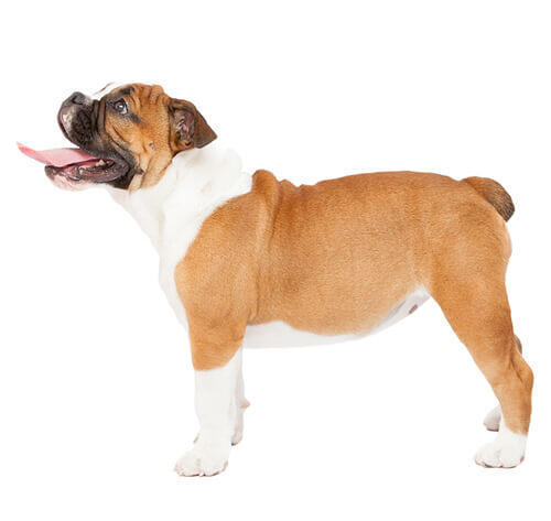 บูลด็อก (Bulldog)