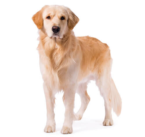 โกลเด้น รีทริฟเวอร์ (Golden Retriever)