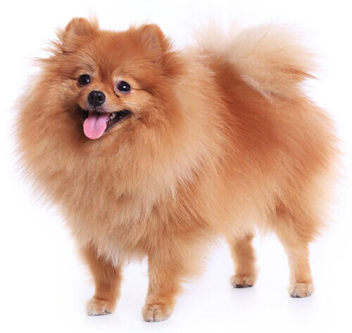 สุนัขสายพันธุ์ ปอมเมอเรเนียน (Pomeranian) | Purina สุนัขสายพันธุ์ ปอมเมอเรเนียน (Pomeranian) | Purina