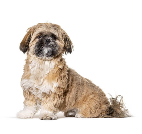 ชิสุห์ (Shih Tzu)