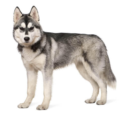 ไซบีเรียน ฮัสกี (Siberian Husky)