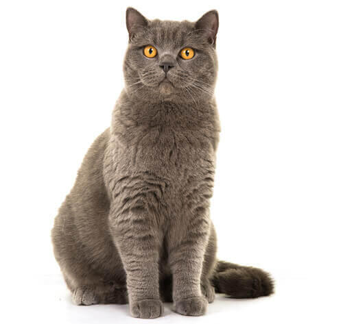 บริติช ช็อตแฮร์ (British Shorthair)