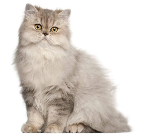 แมวเปอร์เซีย (Persian cat)