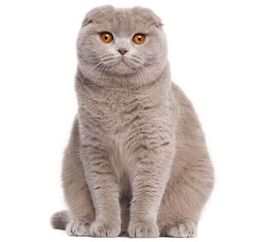 สก๊อตทิช โฟลด์ (Scottish fold) 