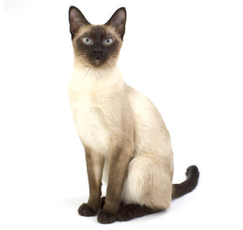 แมววิเชียรมาศ (Siamese cat)