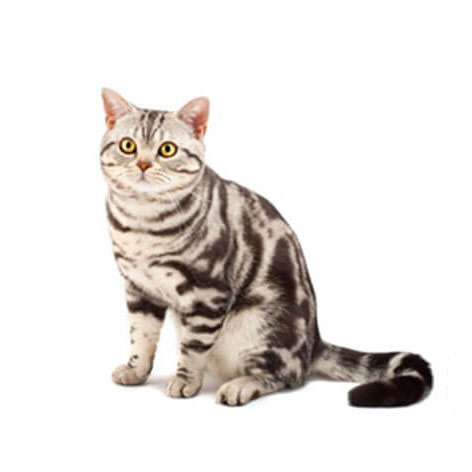 อเมริกันช็อตแฮร์ (American Shorthair)