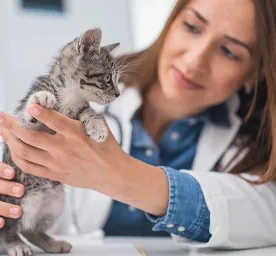 new-kitten-not-eating