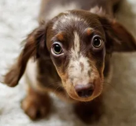 dogs-home-alone