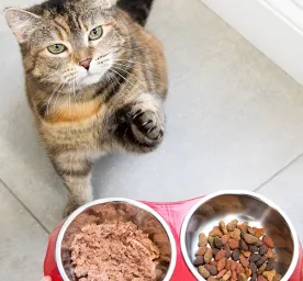 feeding-cat-pregnancy