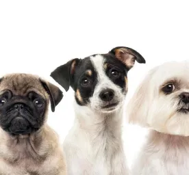 dogs-digestive-issues