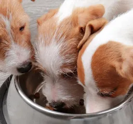 dog-not-eating