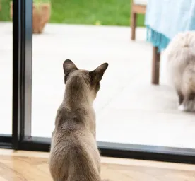 keeping-cats-and-dogs-happy-indoors