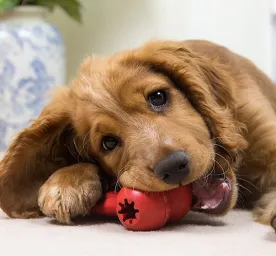 what-dogs-can-chew