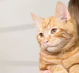 unusual-cat-illnesses