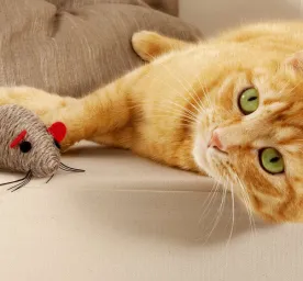 five-fun-games-for-cats
