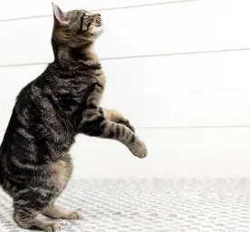 cats-snacks-and-treats