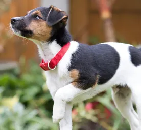 toilet-training-your-dog