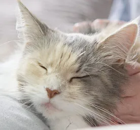 cats-pregnancy-tips