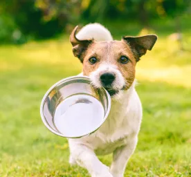 dog-body-condition-tool