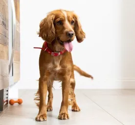 preparing-new-puppy