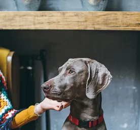 caring-for-your-senior-dog