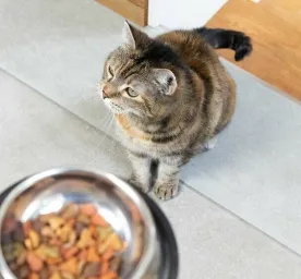 feeding-your-indoor-cat