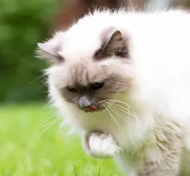 cat-hairballs