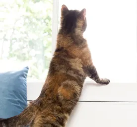 indoor-cats