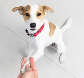 dogs-basic-commands