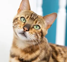 cats-whiskers