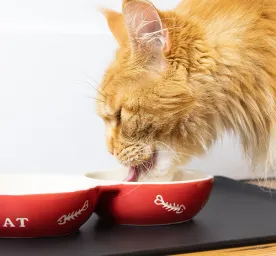 what-do-cats-eat