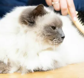 hair-loss-in-cats