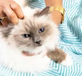 diabetes-in-cats