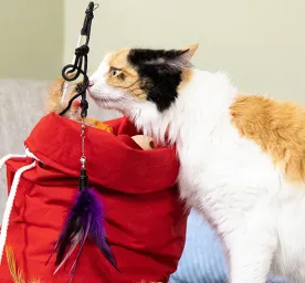 cats-catnip