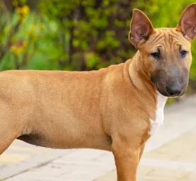 sensitive-skin-dogs