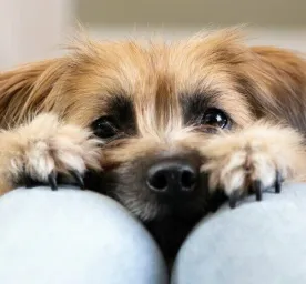 tiny-dog-breeds