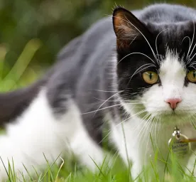 bodylanguage cats