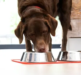 feeding-pregnant-dog