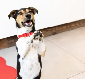 harmful-dog-foods