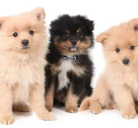 take-care-new-puppies