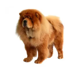chow chow (rough)