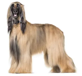 afghan hound
