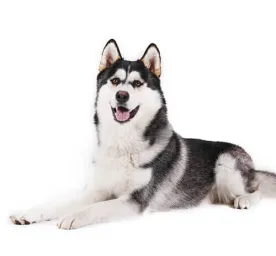 alaskan malamute