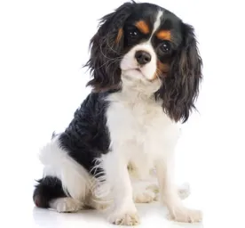 cavalier king charles spaniel