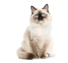 Birman