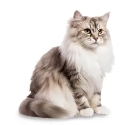 ragamuffin